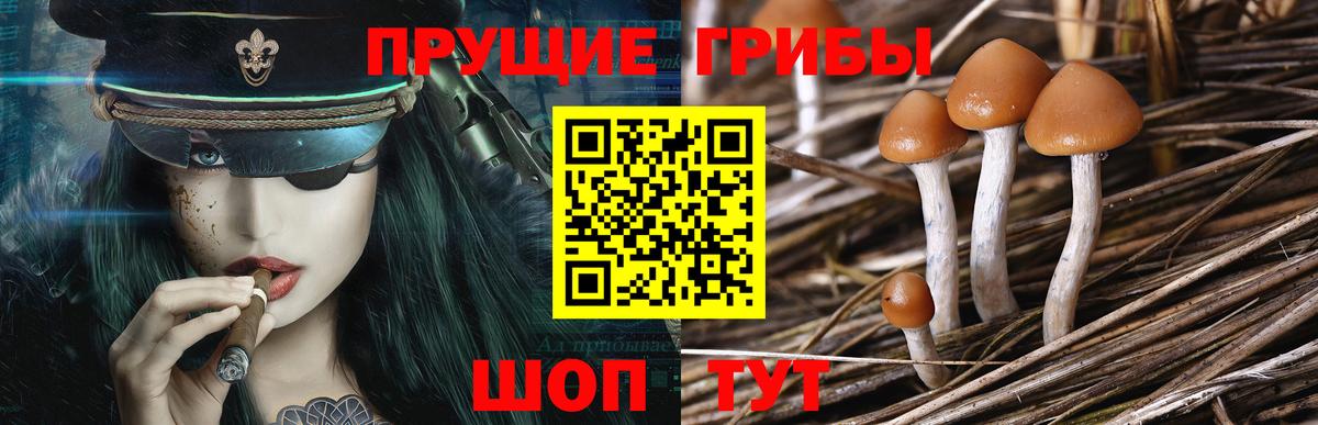 Копейск  Галлюциногенные грибы Psilocybine cubensis  Вход с VPN 